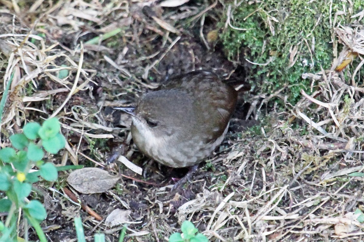 Mountain Mouse-Warbler - ML204325951