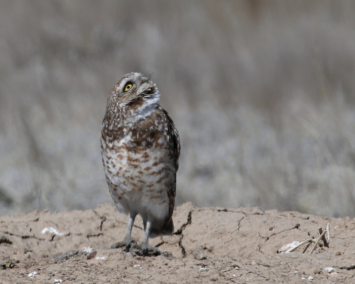Burrowing Owl - Hal and Kirsten Snyder