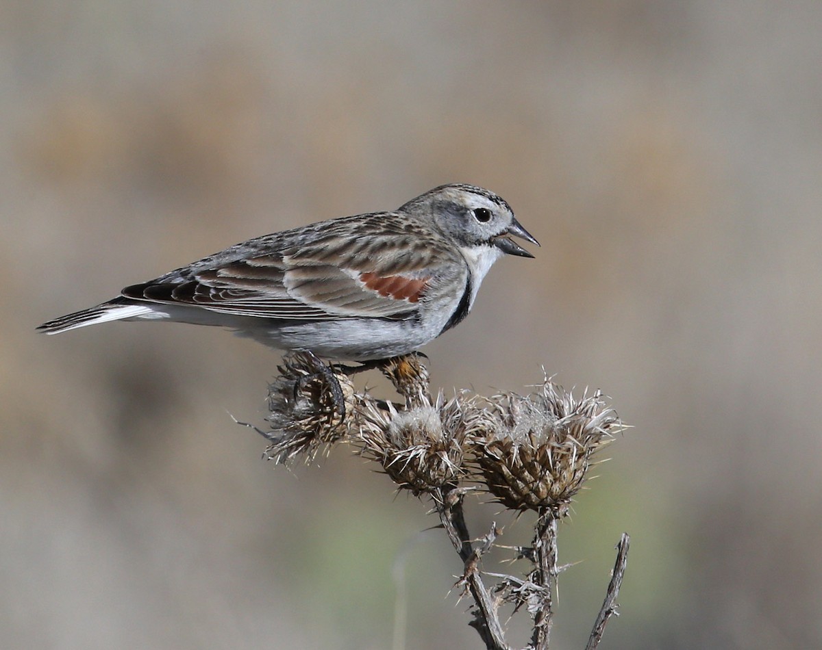 Thick-billed Longspur - Hal and Kirsten Snyder