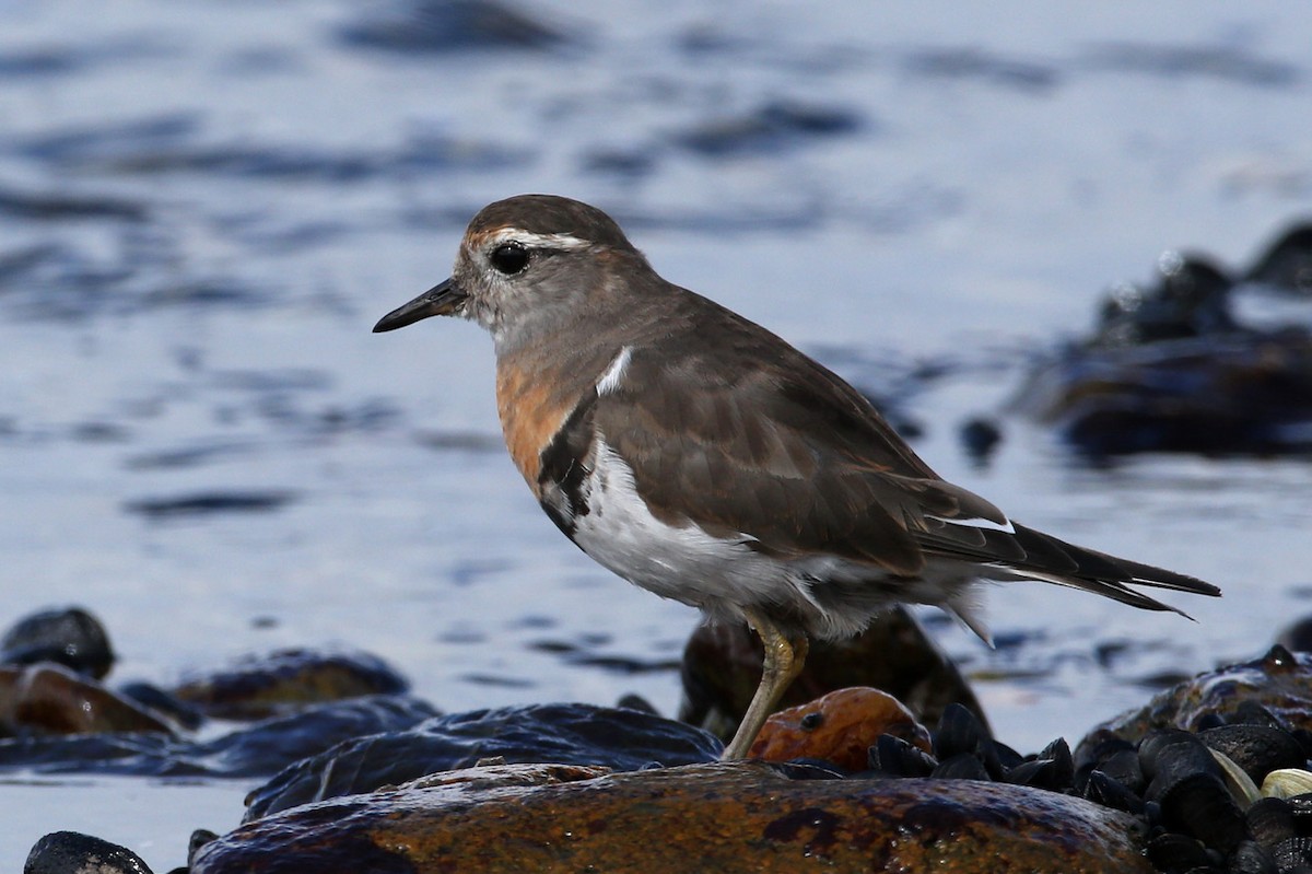 Rufous-chested Dotterel - ML204326321