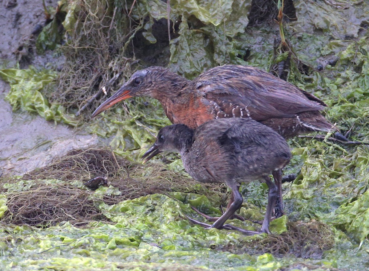 Ridgway's Rail (Light-footed) - Hal and Kirsten Snyder