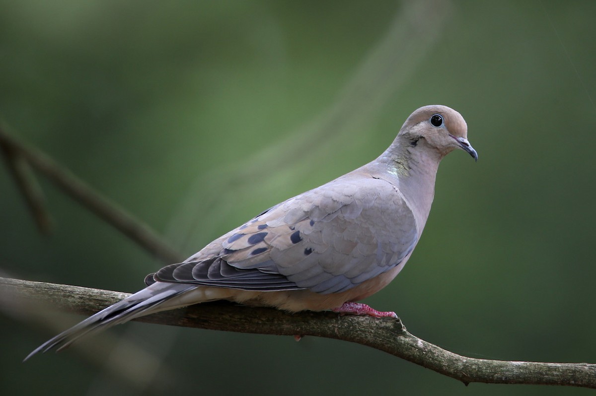 Mourning Dove - Hal and Kirsten Snyder