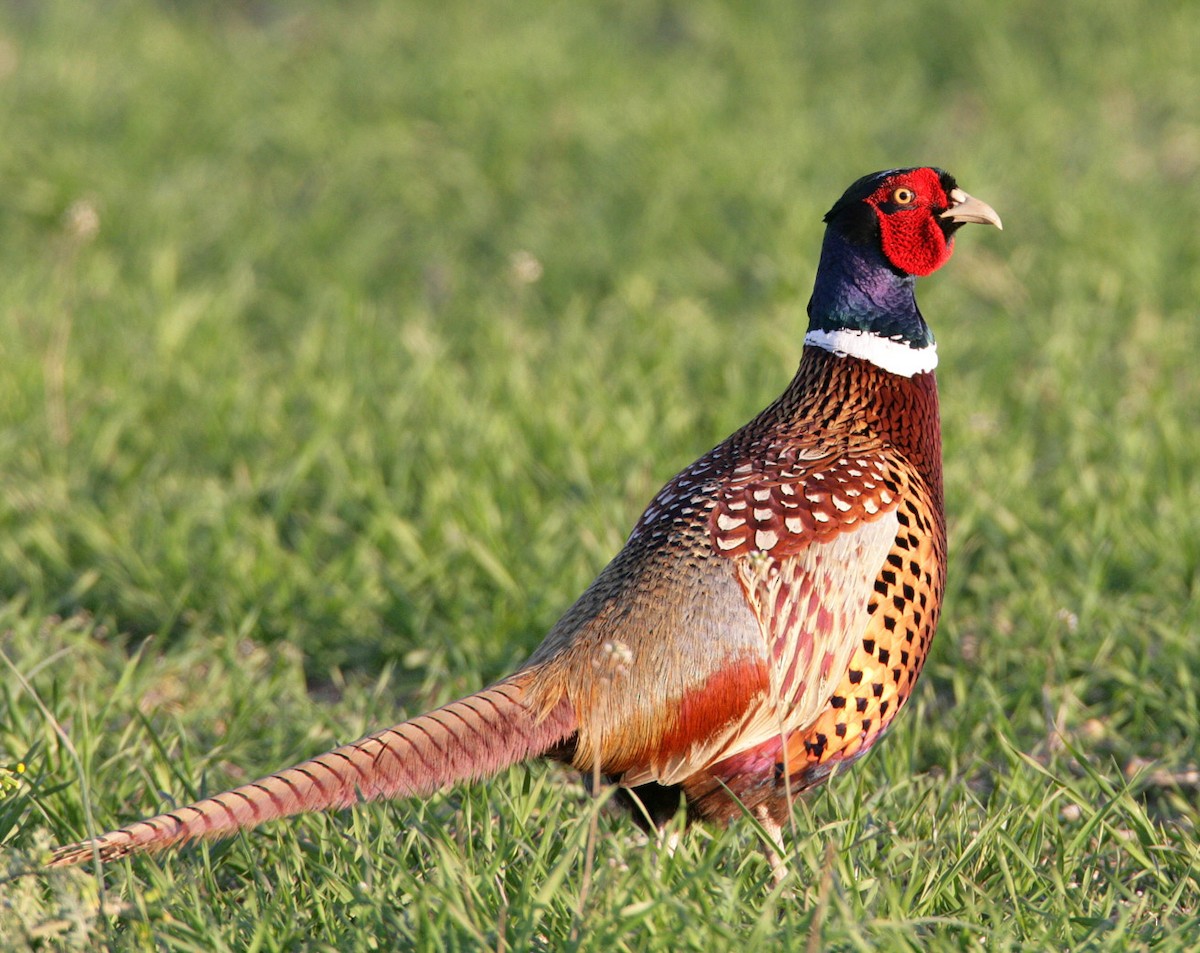 Ring-necked Pheasant - Hal and Kirsten Snyder