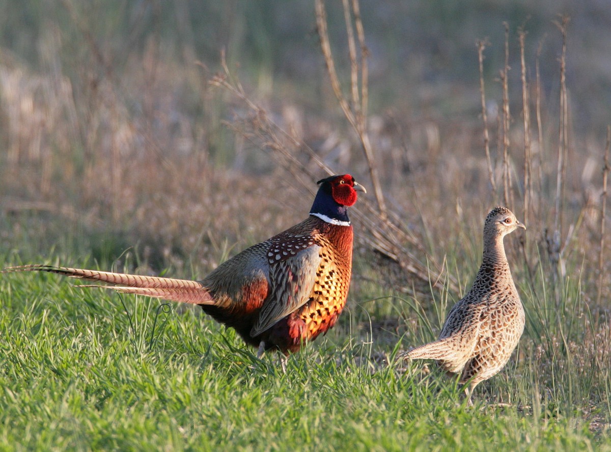 Ring-necked Pheasant - Hal and Kirsten Snyder