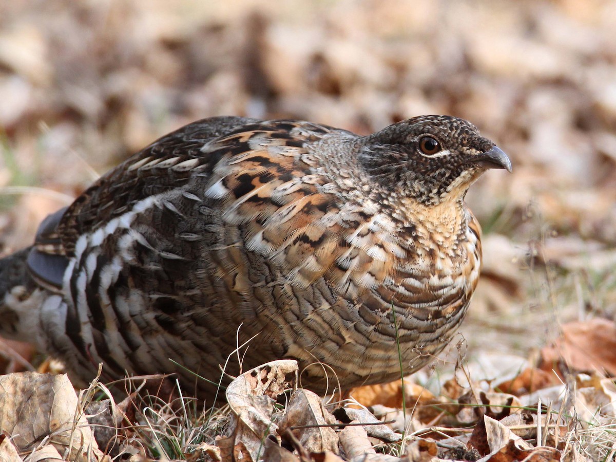 Ruffed Grouse - Hal and Kirsten Snyder
