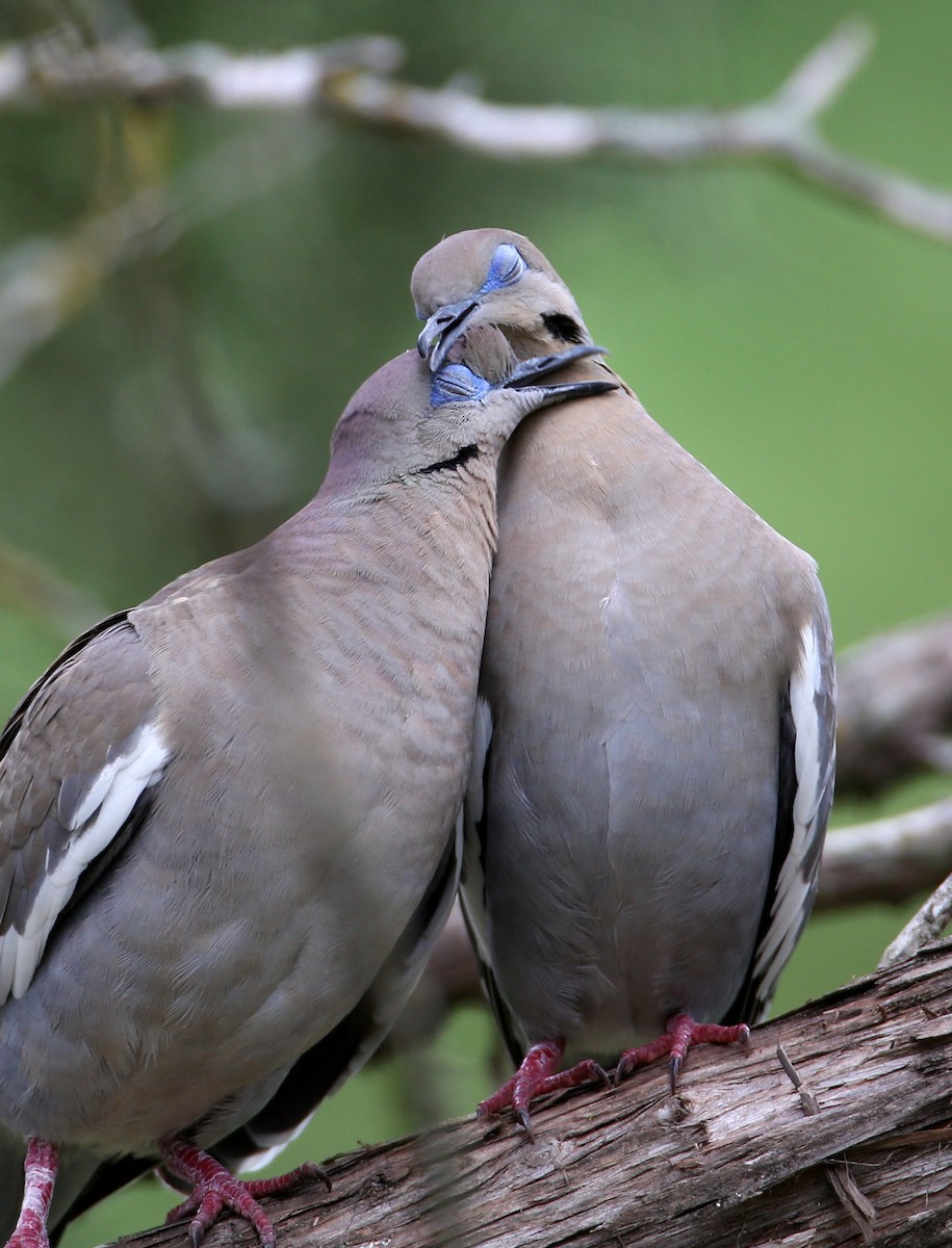 White-winged Dove - Hal and Kirsten Snyder