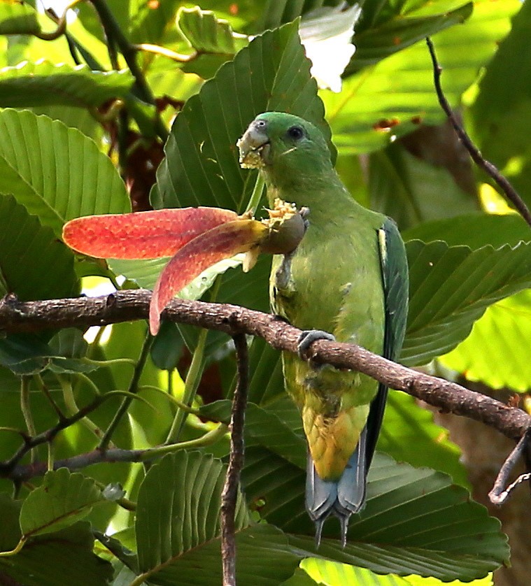 Blue-headed Racquet-tail - Hal and Kirsten Snyder