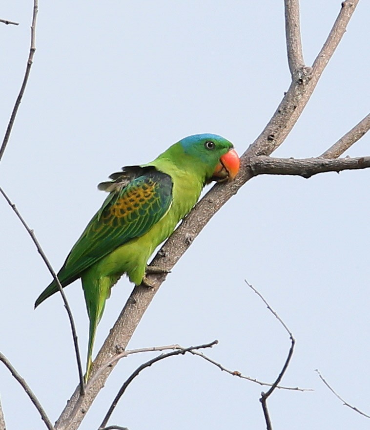 Blue-naped Parrot - Hal and Kirsten Snyder