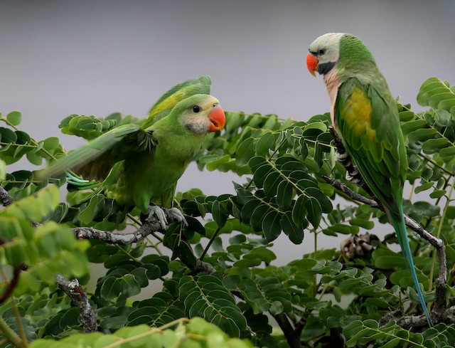 Rose best sale breasted parakeet