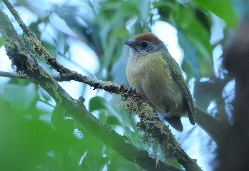 Rufous-crowned Greenlet - Tadeusz Stawarczyk