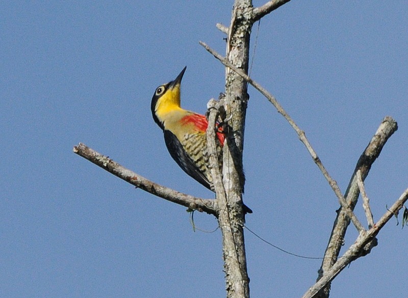 Yellow-fronted Woodpecker - Tadeusz Stawarczyk