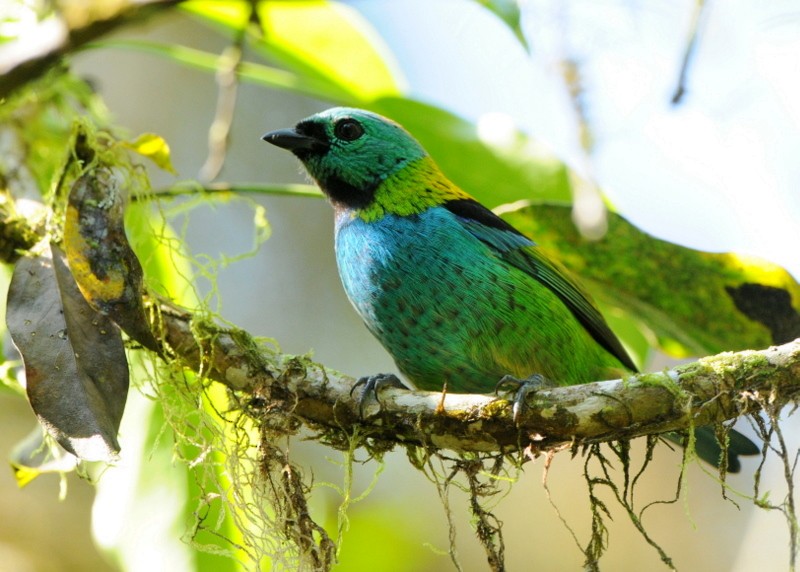 Green-headed Tanager - ML204327251