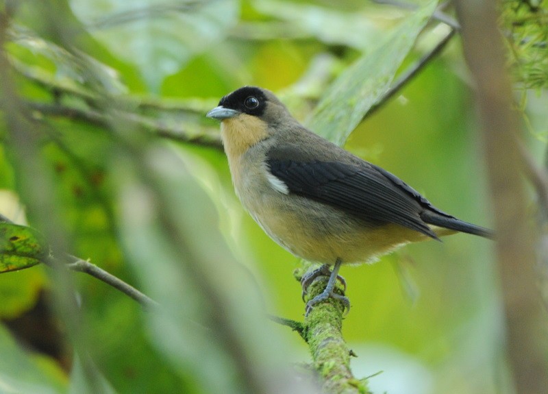 Black-goggled Tanager - ML204327301