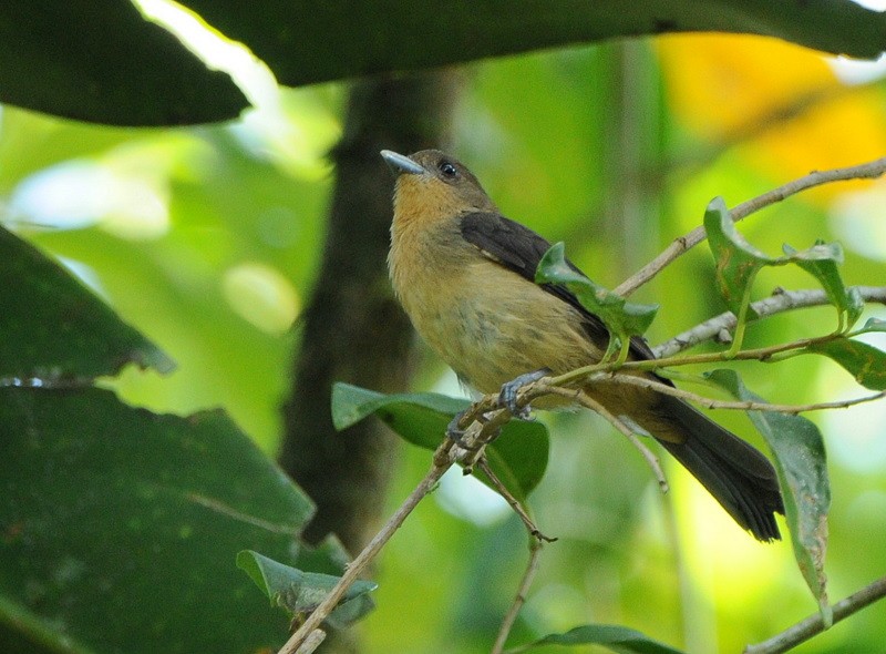 Black-goggled Tanager - ML204327311