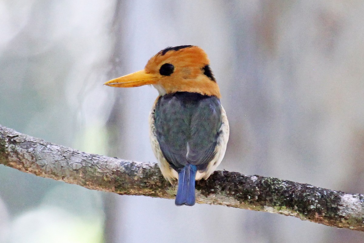 Yellow-billed Kingfisher - Greg  Griffith
