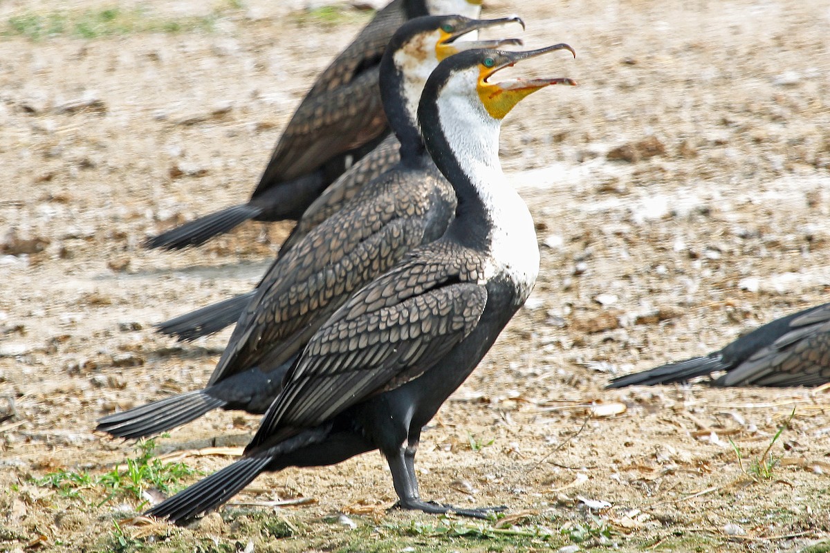 Great Cormorant (White-breasted) - Greg  Griffith
