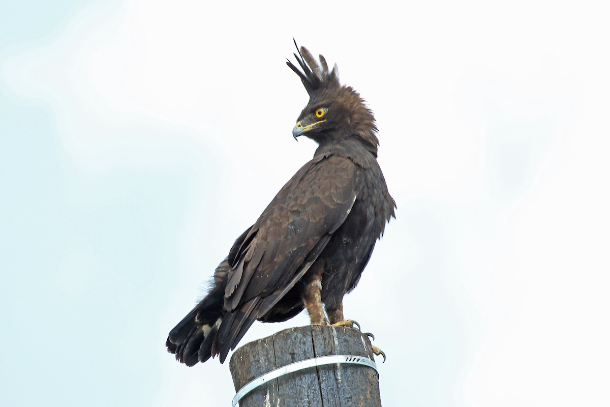 Long-crested Eagle - Greg  Griffith