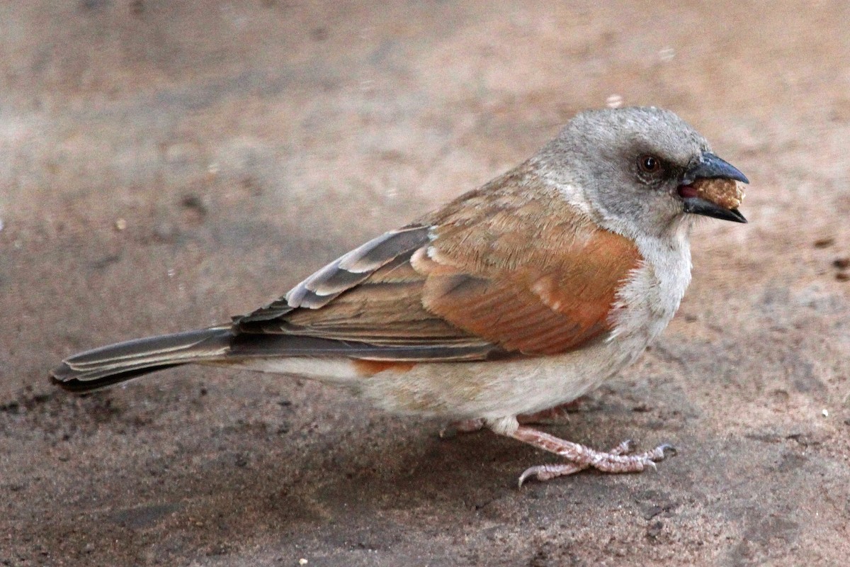 Northern Gray-headed Sparrow - ML204327671