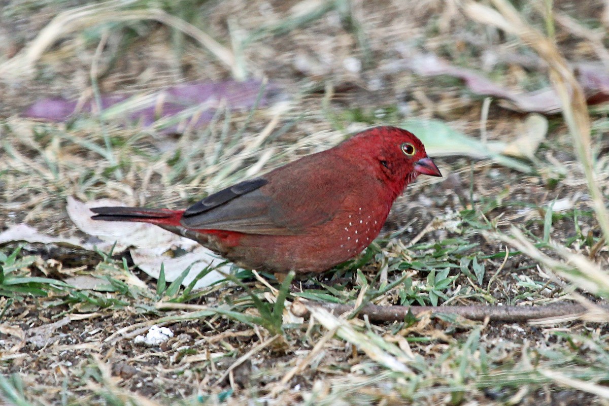 Red-billed Firefinch - Greg  Griffith