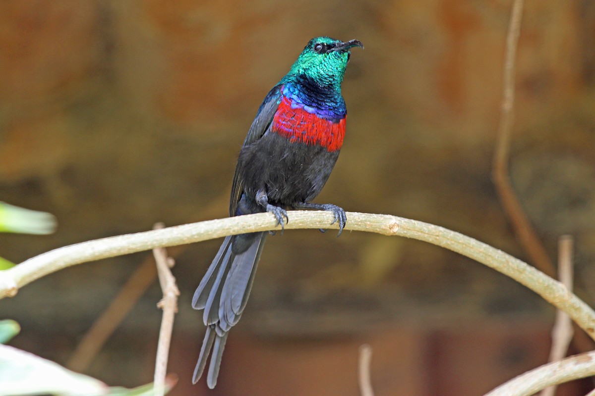 Red-chested Sunbird - ML204327721