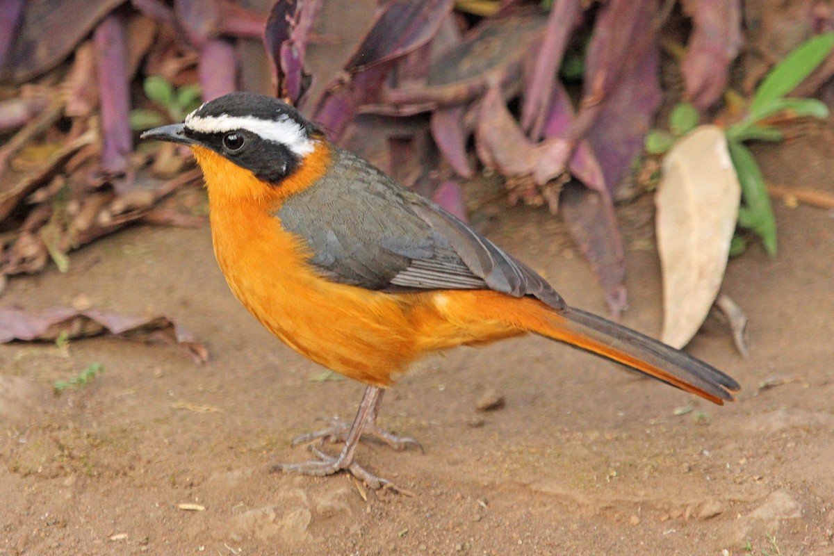 White-browed Robin-Chat - Greg  Griffith