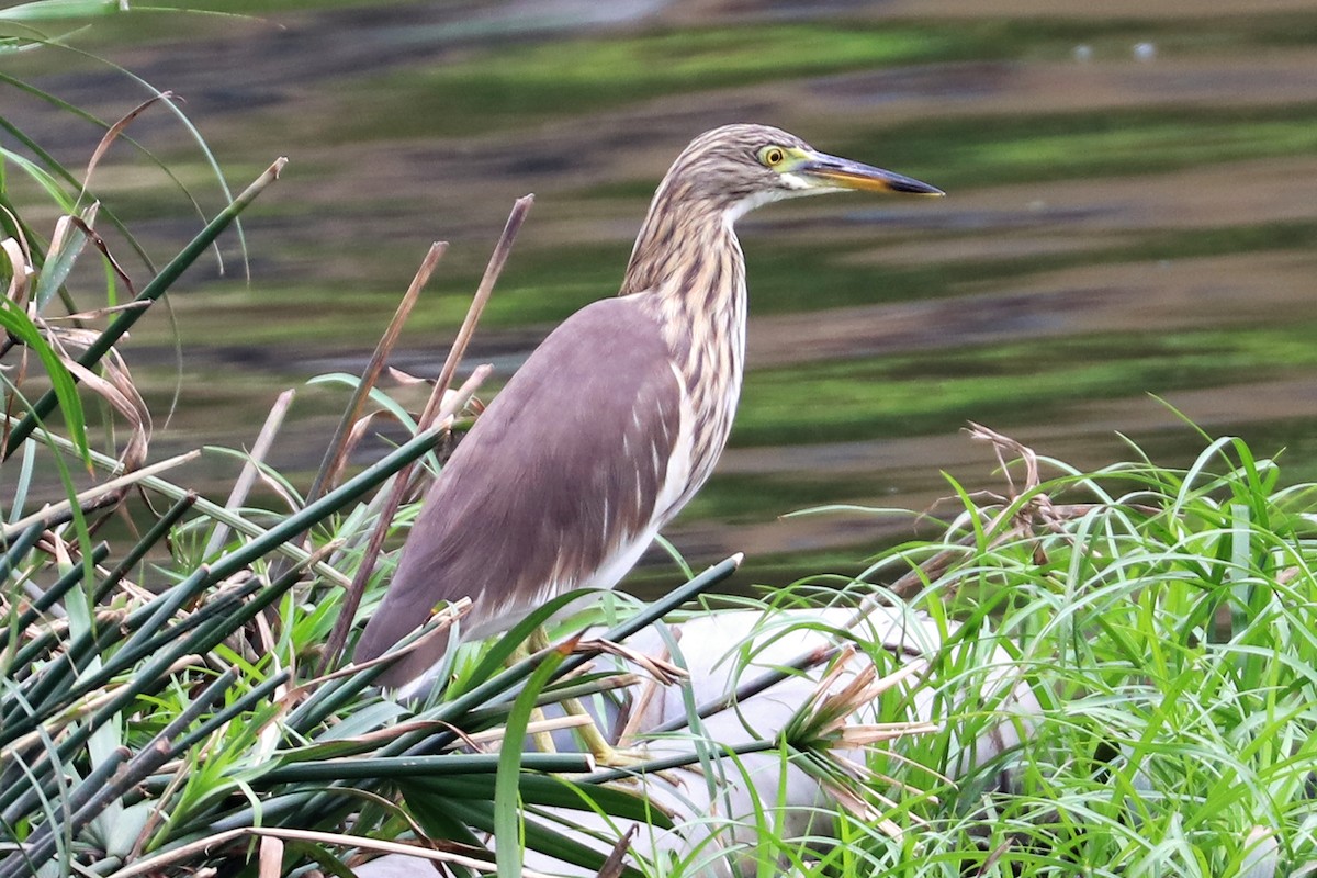 Chinese Pond-Heron - Greg  Griffith