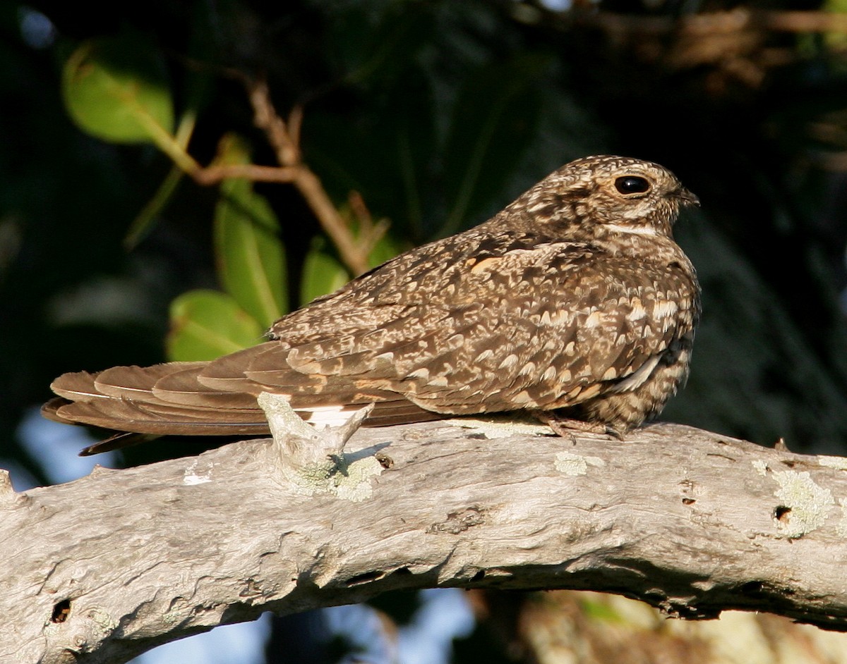 Common Nighthawk - Hal and Kirsten Snyder