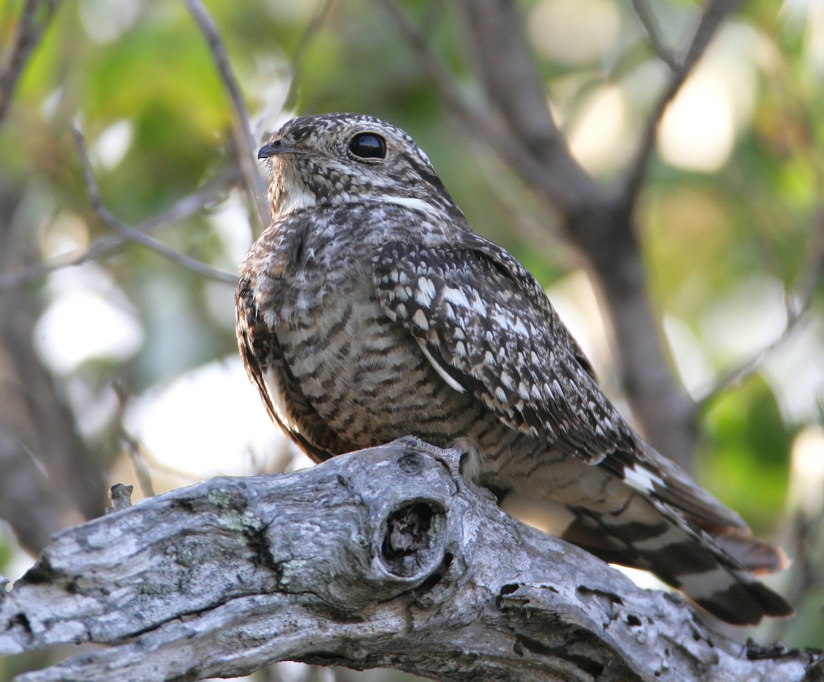 Common Nighthawk - Hal and Kirsten Snyder