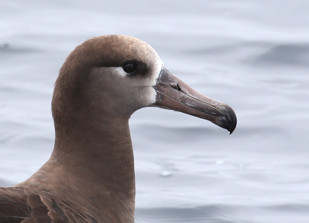 Black-footed Albatross - Hal and Kirsten Snyder