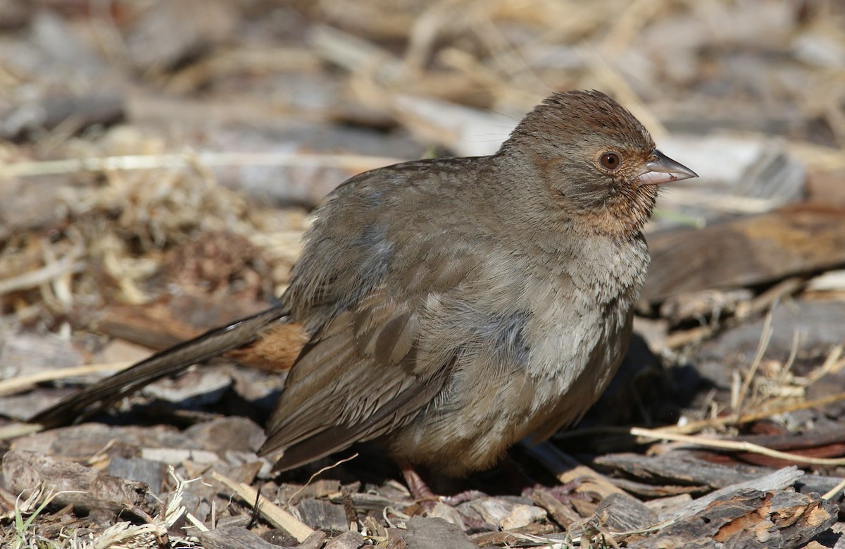 California Towhee - Hal and Kirsten Snyder