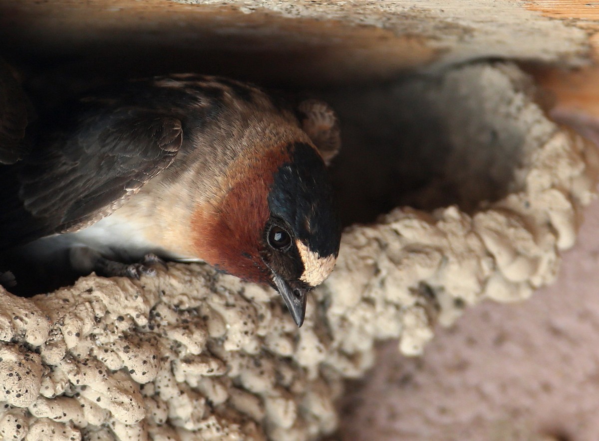 Cliff Swallow - Hal and Kirsten Snyder