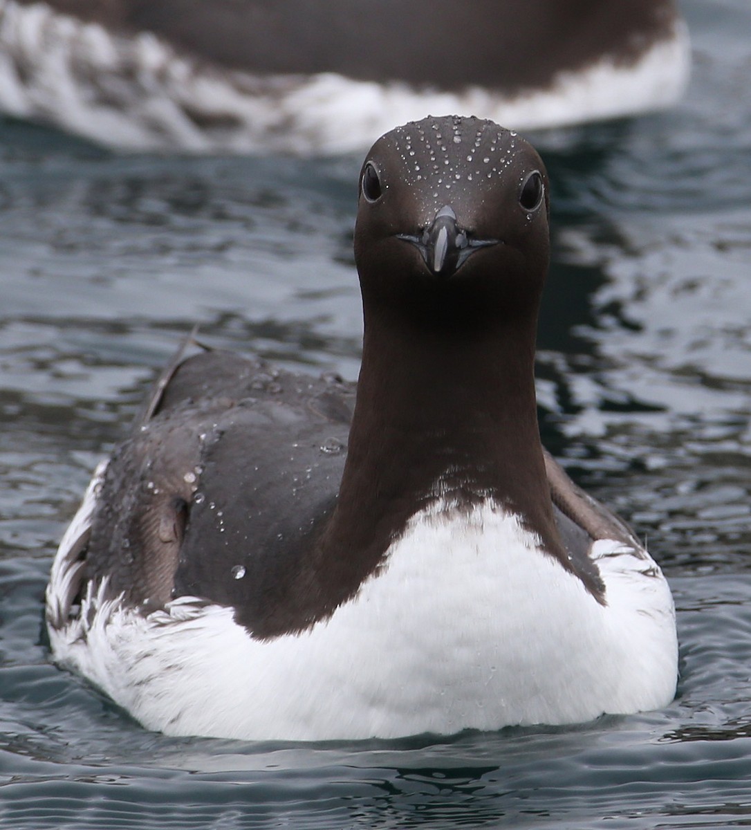 Common Murre - Hal and Kirsten Snyder