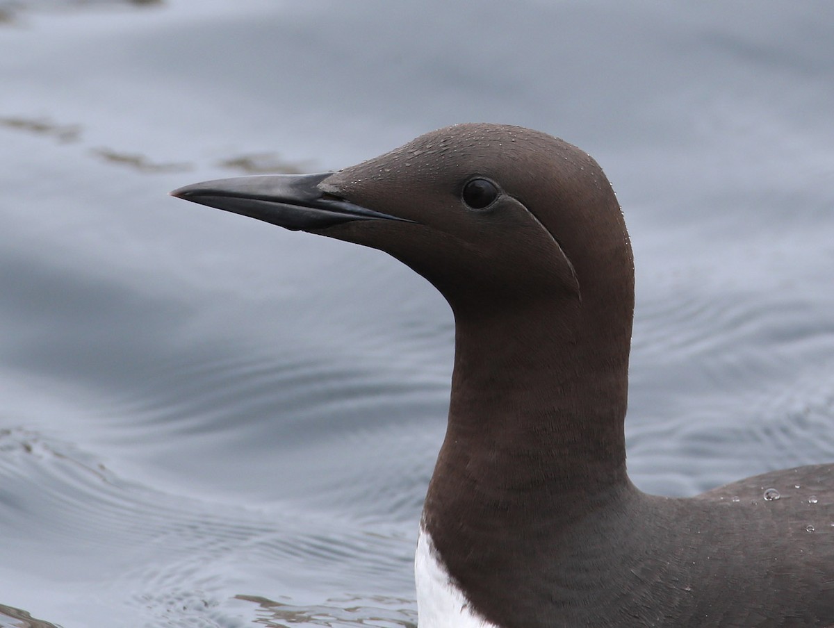 Common Murre - Hal and Kirsten Snyder