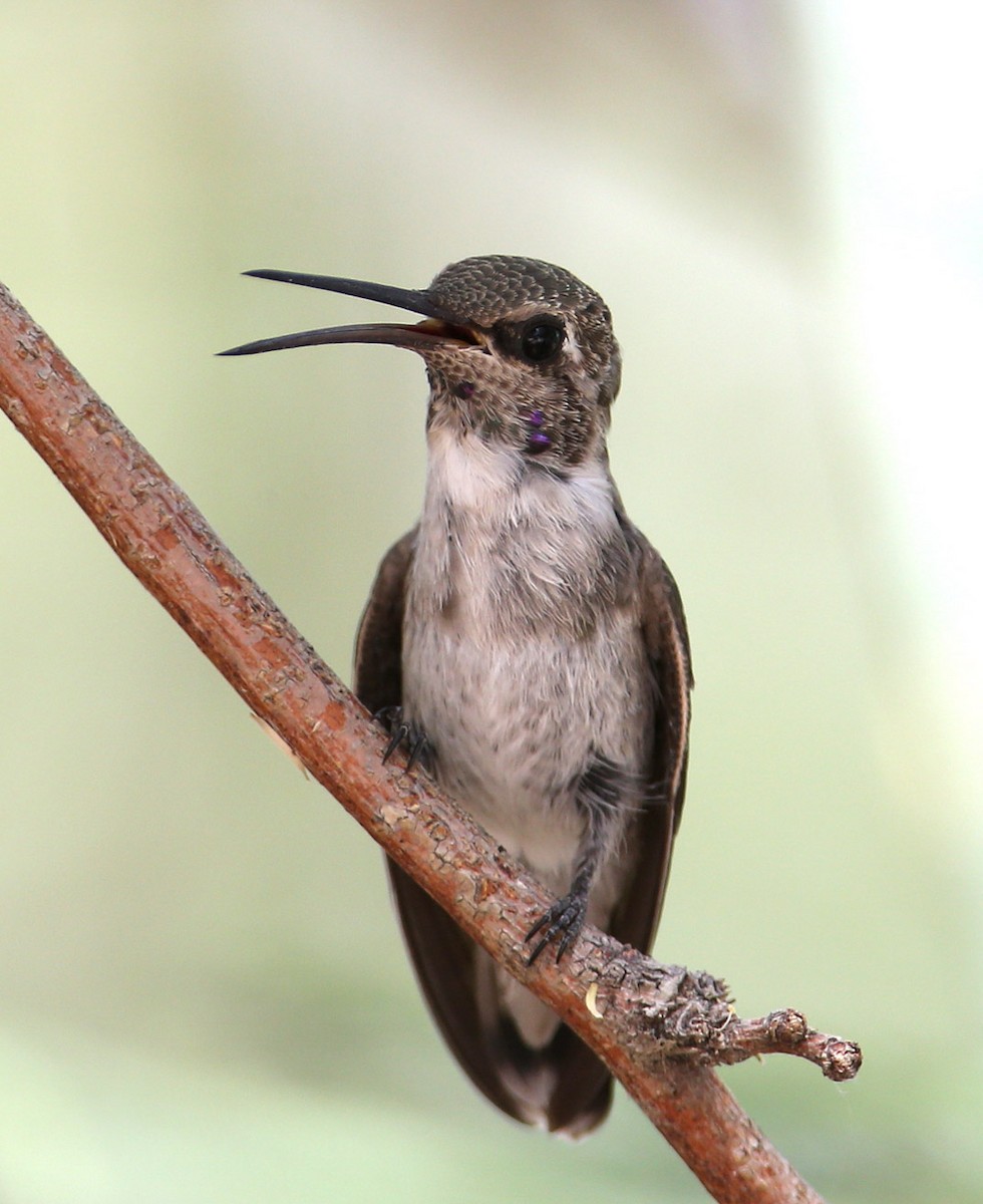 Costa's Hummingbird - Hal and Kirsten Snyder