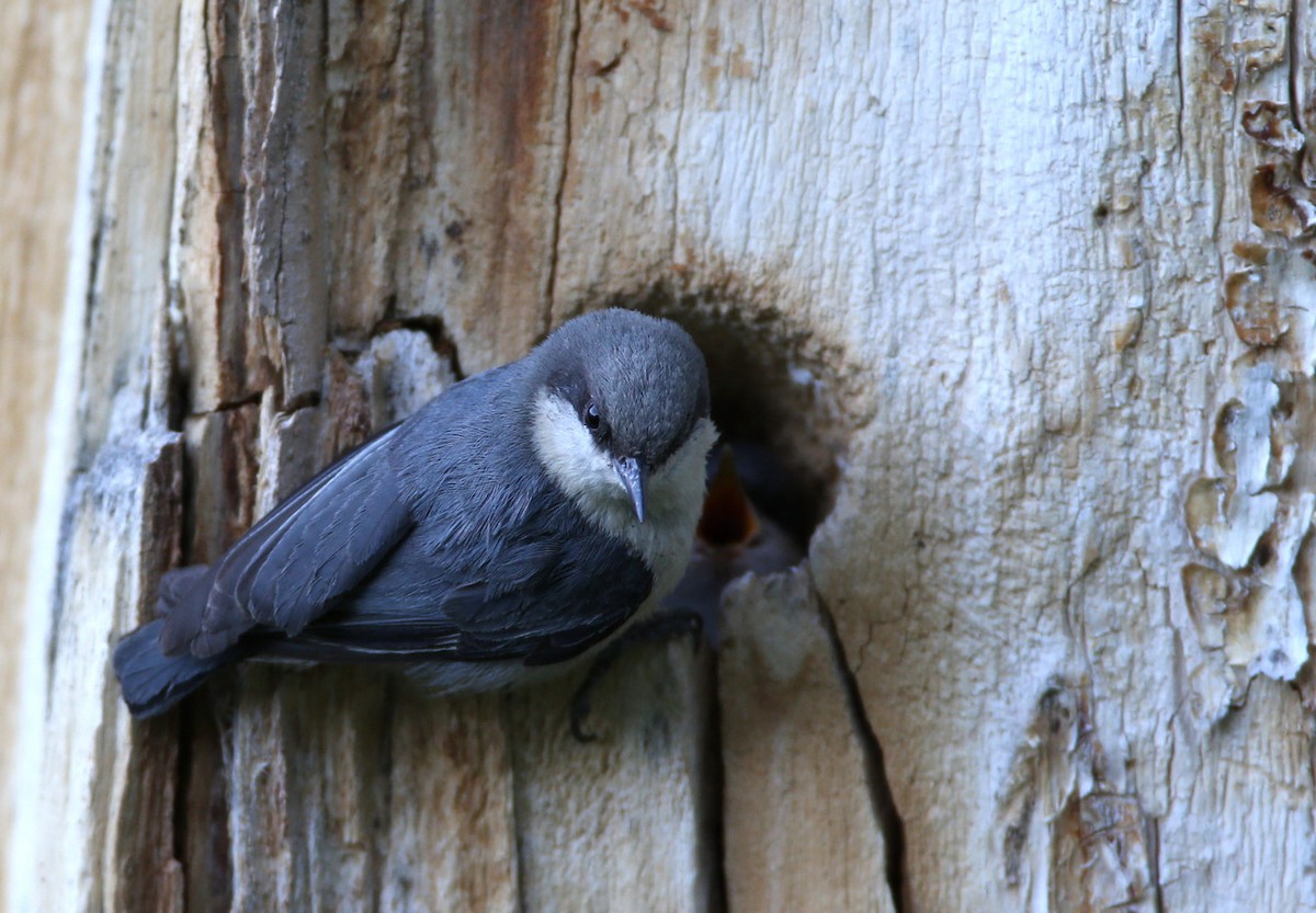 Pygmy Nuthatch - Hal and Kirsten Snyder