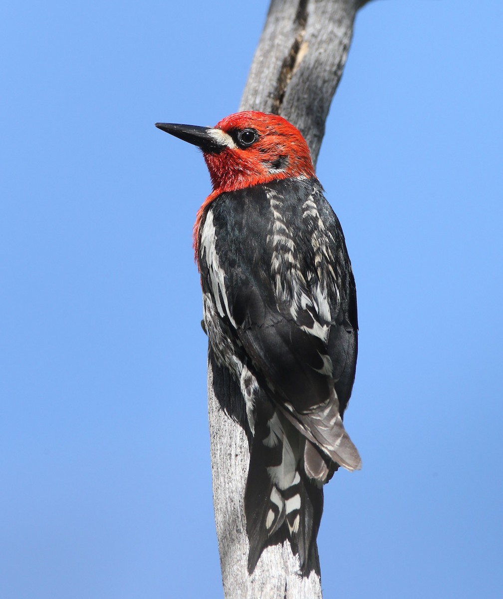 Red-breasted Sapsucker - Hal and Kirsten Snyder