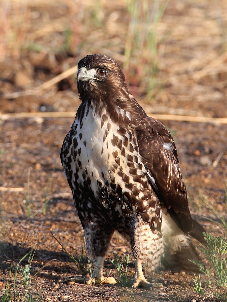 Red-tailed Hawk - Hal and Kirsten Snyder