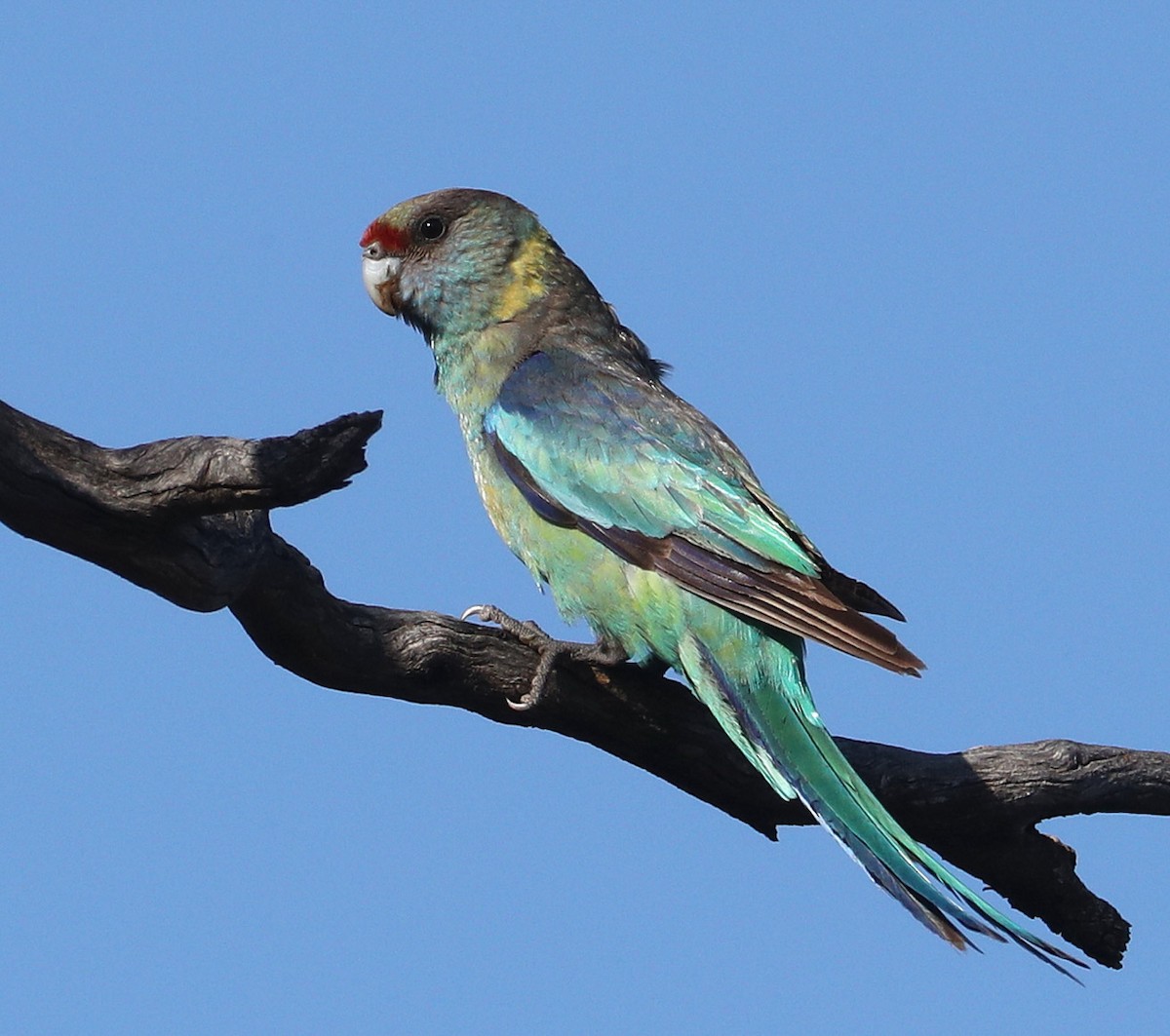 Воротничковый попугай (barnardi) - ML204328491