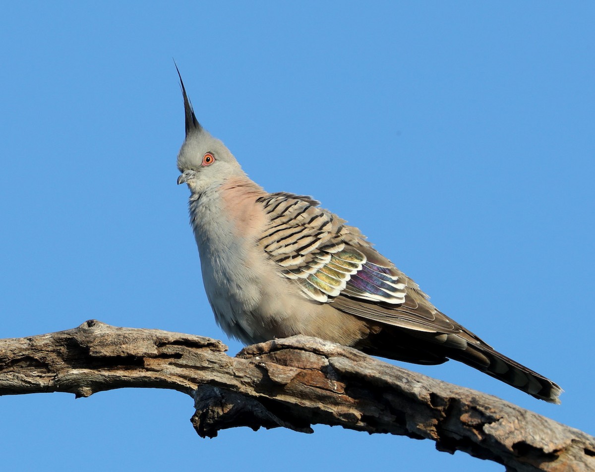 Crested Pigeon - Hal and Kirsten Snyder
