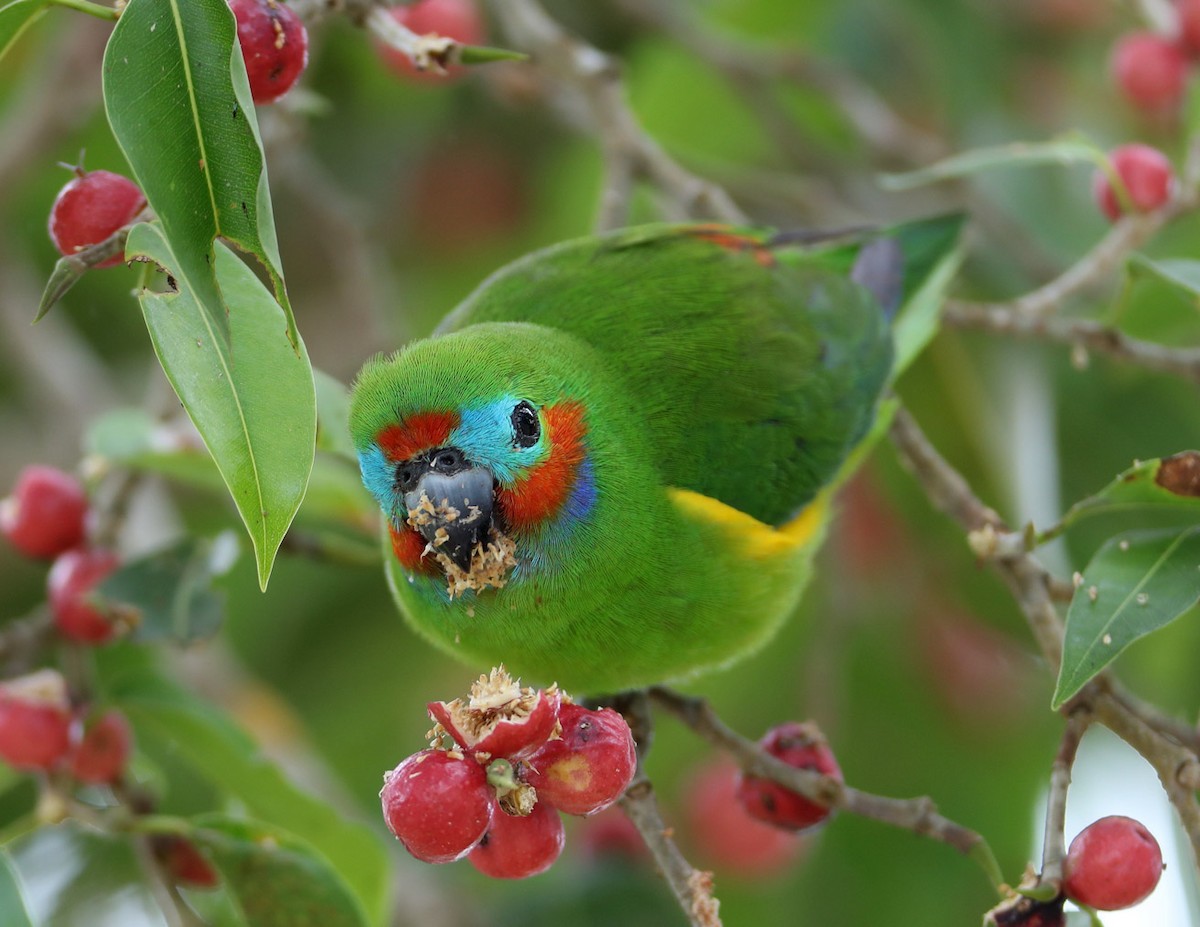 Double-eyed Fig-Parrot (Double-eyed) - Hal and Kirsten Snyder