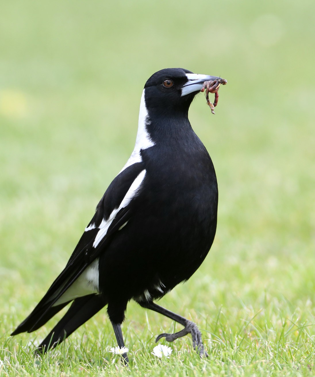 カササギフエガラス Hypoleuca Ebird