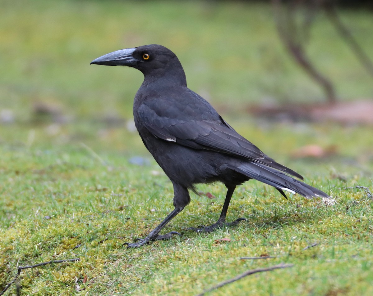 Black Currawong - Hal and Kirsten Snyder