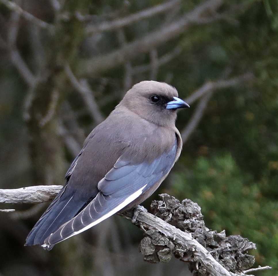 Dusky Woodswallow - Hal and Kirsten Snyder