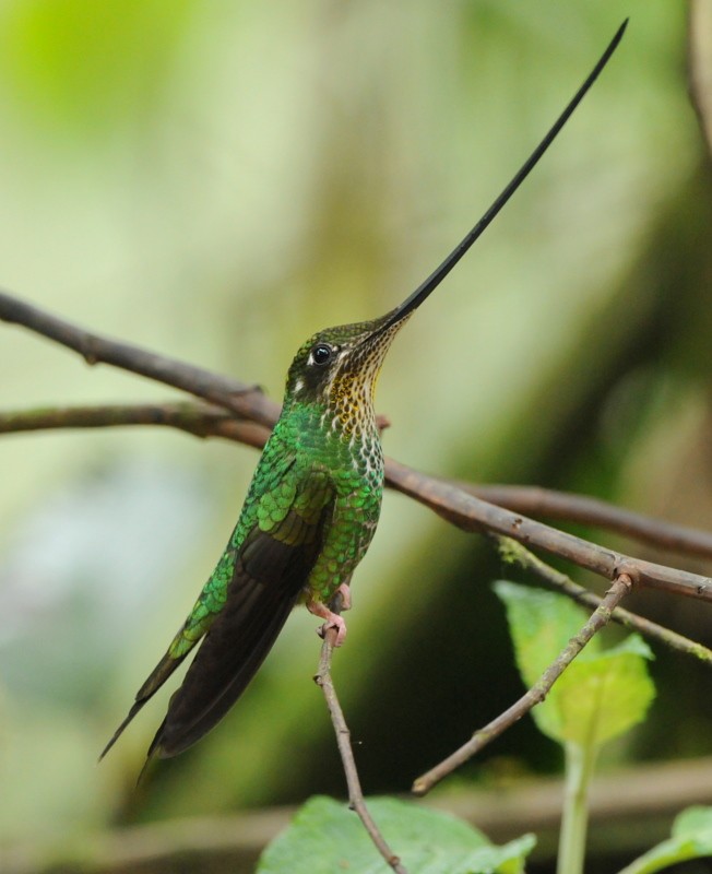 Sword-billed Hummingbird - Tadeusz Stawarczyk