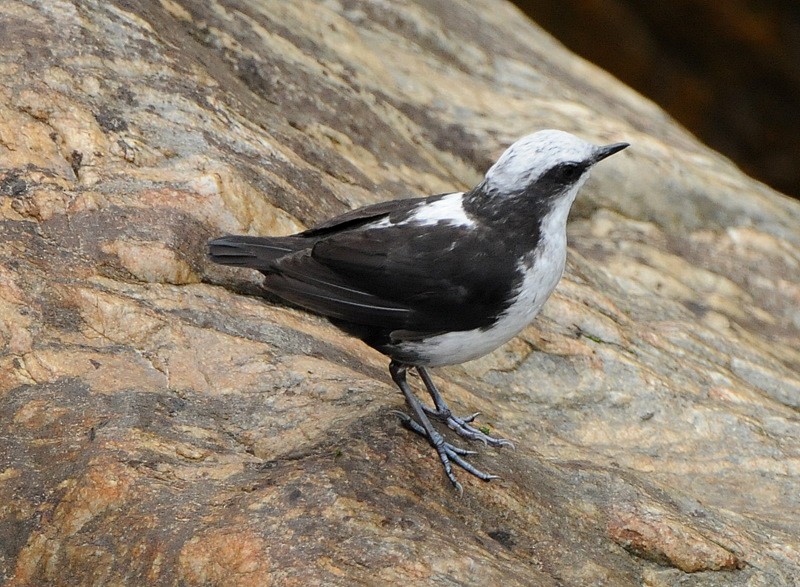 White-capped Dipper (White-bellied) - Tadeusz Stawarczyk