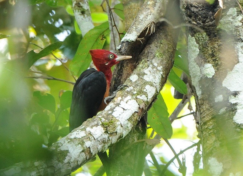 Red-necked Woodpecker - ML204328961