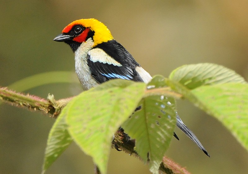Flame-faced Tanager (Flame-faced) - Tadeusz Stawarczyk