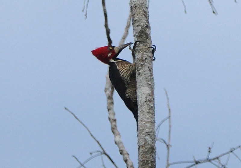 Crimson-crested Woodpecker - Tadeusz Stawarczyk