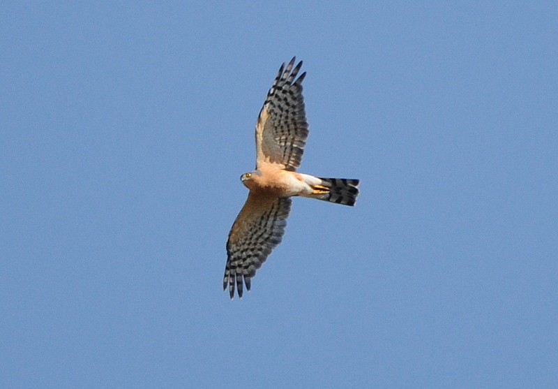 Rufous-breasted Sparrowhawk - ML204329241