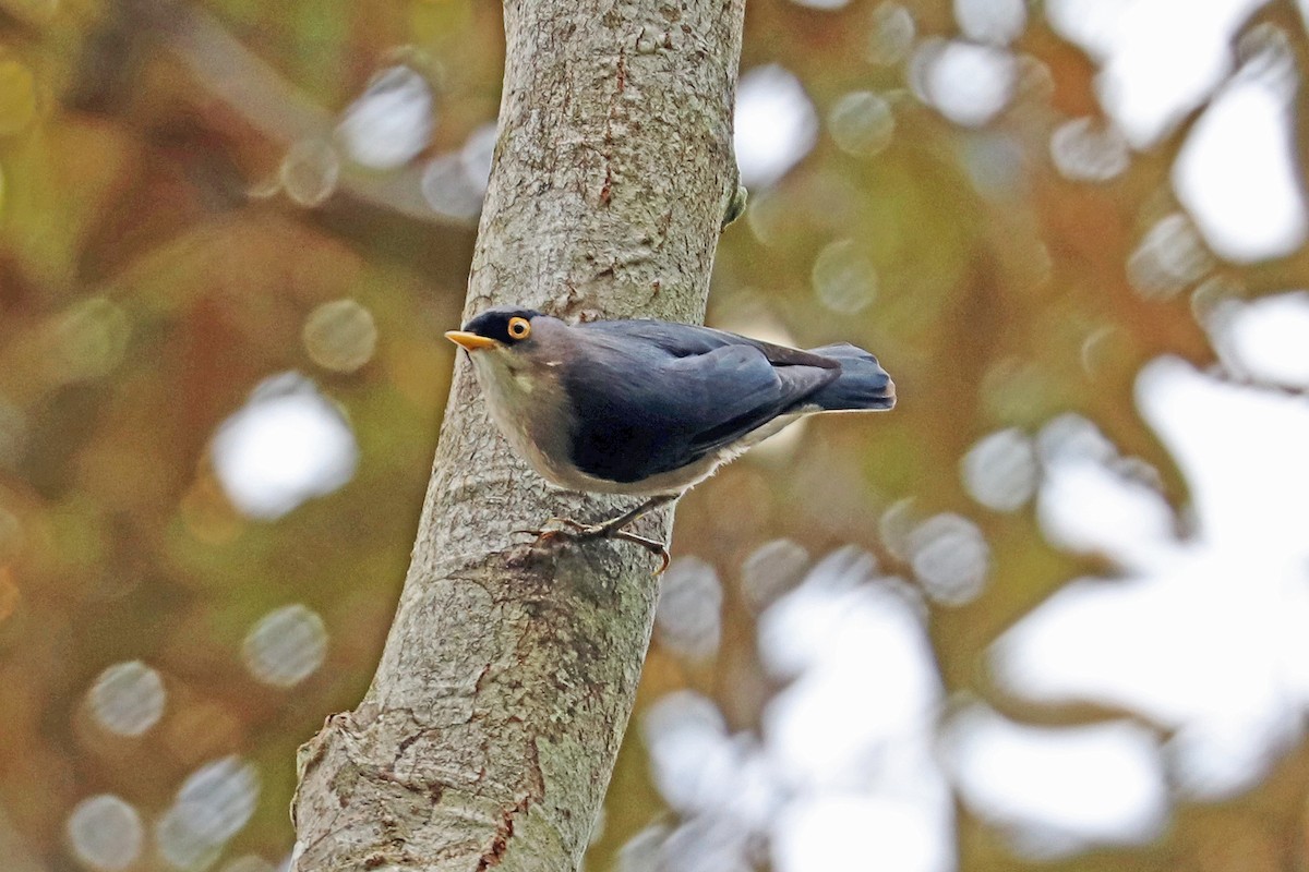 Yellow-billed Nuthatch - Greg  Griffith
